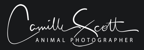 Camille Scott Animal Photographer Brisbane