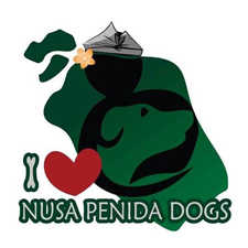 Bali Dogs of Nusa Penida